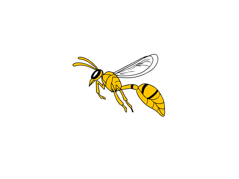 800x600 wasp flying drawing - Flying Bee Drawing