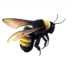 236x236 Bee, Honey Bee, Scientific Illustration, Biology, Insect Bees - Flying Bee Drawing