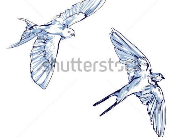 640x480 flying bird drawing - Flying Bird Drawing
