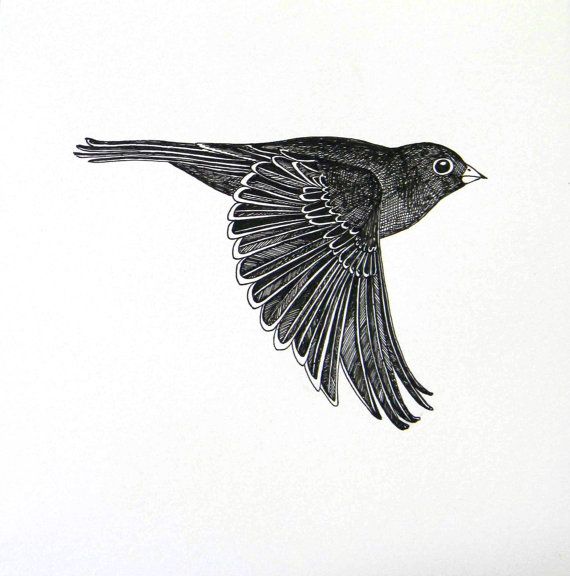 570x576 flying bird drawing - Flying Bird Drawing