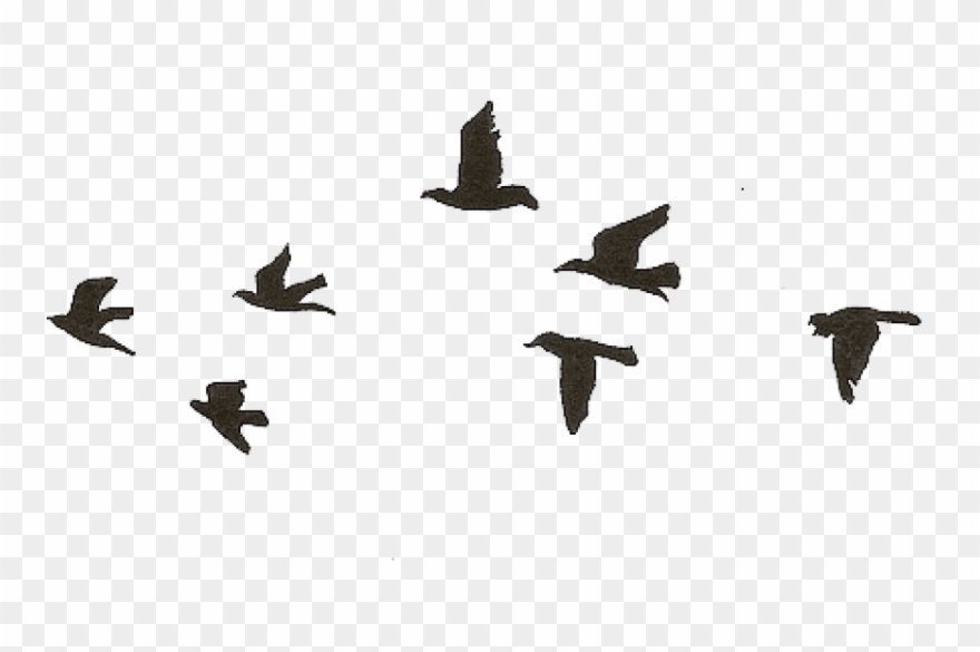 880x585 Free Png Download Flying Birds Gif Transparent Png - Flying Bird Drawing