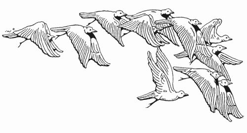500x269 flock of birds in flight - Flying Bird Line Drawing