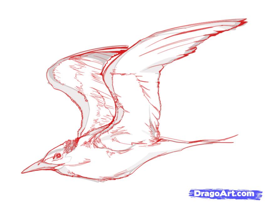 845x646 flying bird line drawing how to draw birds step - Flying Bird Line Drawing