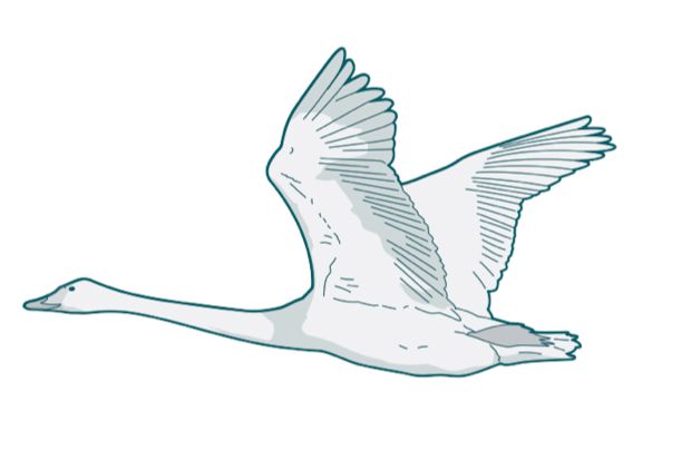 620x413 Top What Are The Highest Flying Birds - Flying Bird Line Drawing