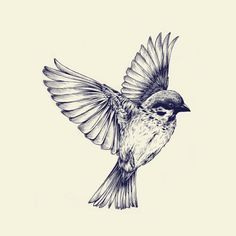 236x236 Bird In Flight Line Drawing - Flying Bird Line Drawing