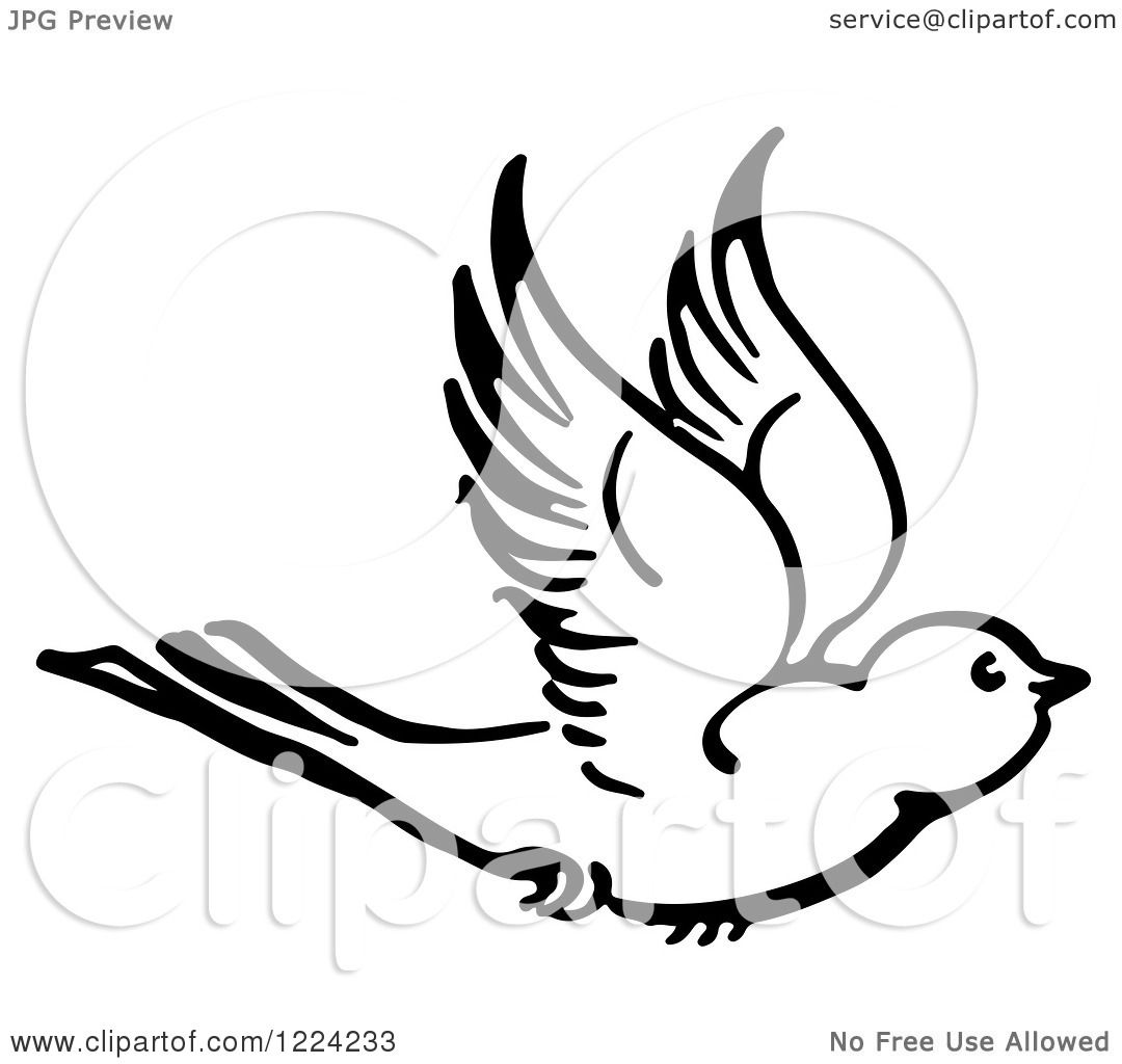 1080x1024 clipart of a black and white flying bird - Flying Bird Line Drawing