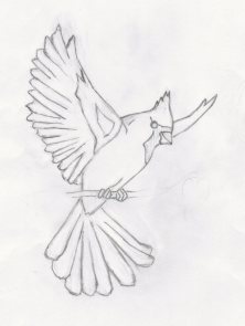 222x295 Cardinal Flying Drawing Simple - Flying Cardinal Drawing