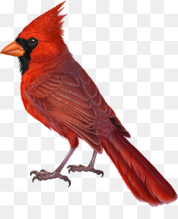 260x320 Cardinal Png - Flying Cardinal Drawing