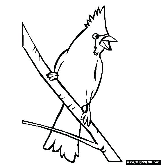 554x565 Coloring Pages Cardinal - Flying Cardinal Drawing