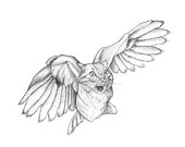 170x135 Items Similar To Drawing - Flying Cat Drawing