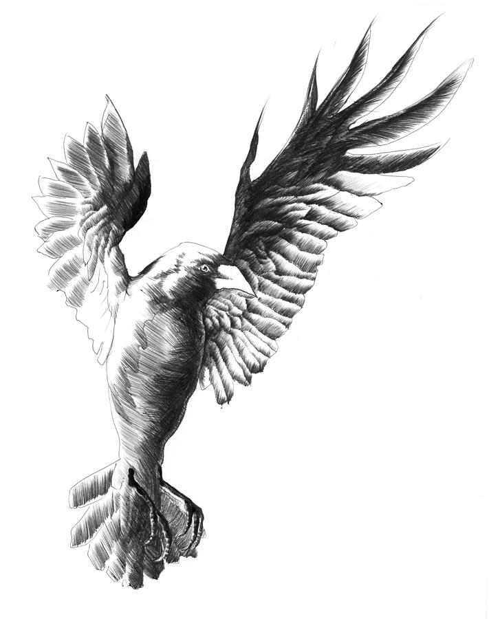 711x900 Flying Crow Drawing - Flying Crow Drawing