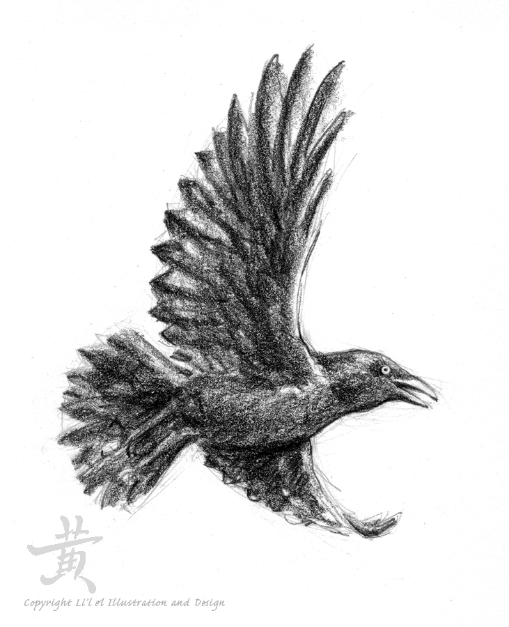 731x900 Flying Crow Drawing - Flying Crow Drawing
