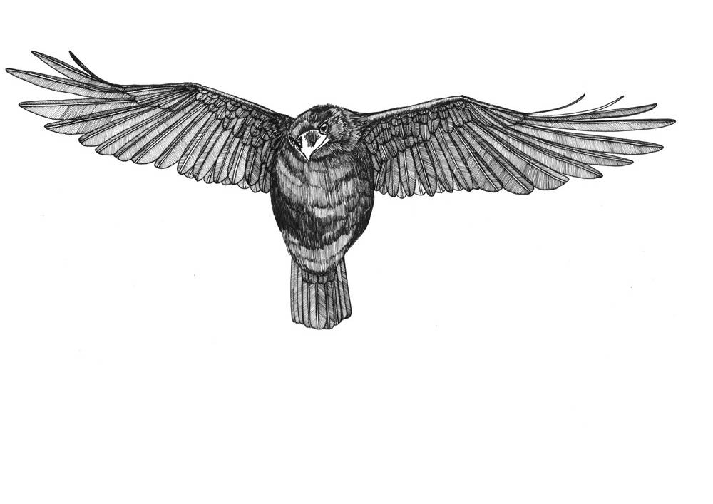 1000x707 Flying Crow Appears To Be Searching For Something Original Etsy - Flying Crow Drawing