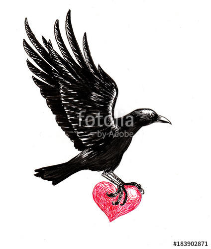 424x500 Flying Crow With A Stolen Heart Ink Illustration Stock Photo - Flying Crow Drawing