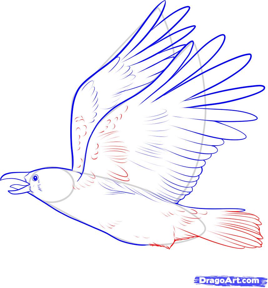 858x922 How To Draw A Crow, Step - Flying Crow Drawing