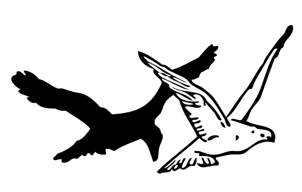 600x383 How To Draw A Flying Crow Easy Step - Flying Crow Drawing