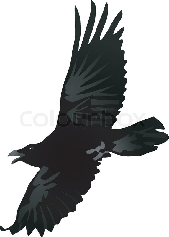 573x800 Vector Drawing A Flying Crow Stock Vector Colourbox - Flying Crow Drawing