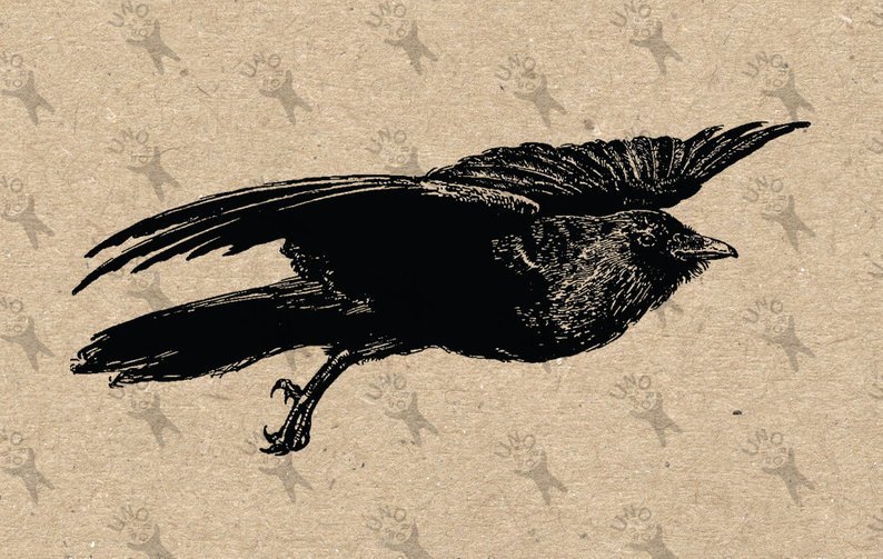 794x503 Vintage Retro Drawing Bird Flying Crow Raven Instant Download Etsy - Flying Crow Drawing