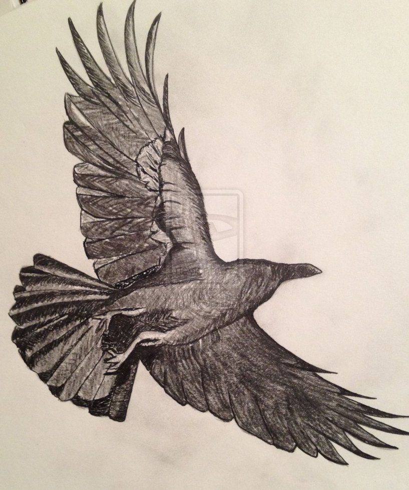 817x979 crows flying drawing - Flying Crow Drawing