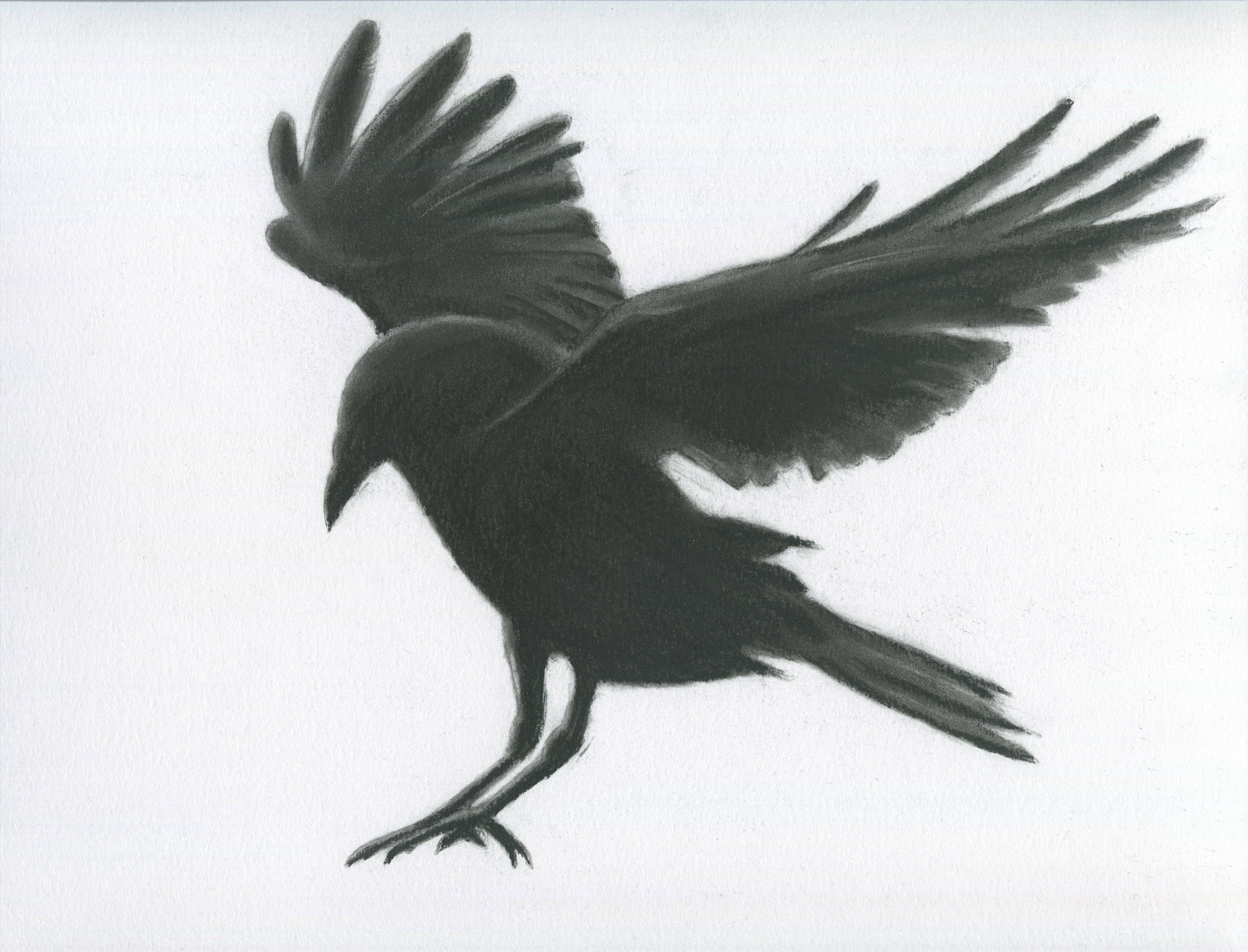Flying Crow Drawing at Explore collection of