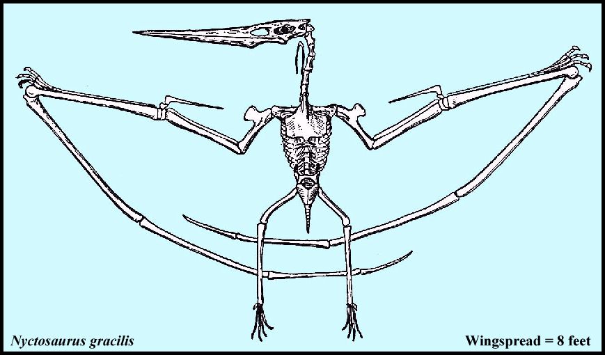 869x510 Field Guide, Part Pteranodons And Birds - Flying Dinosaurs Drawing
