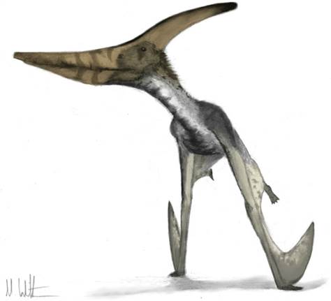 474x431 a pterodactyl so big it couldn't fly - Flying Dinosaurs Drawing