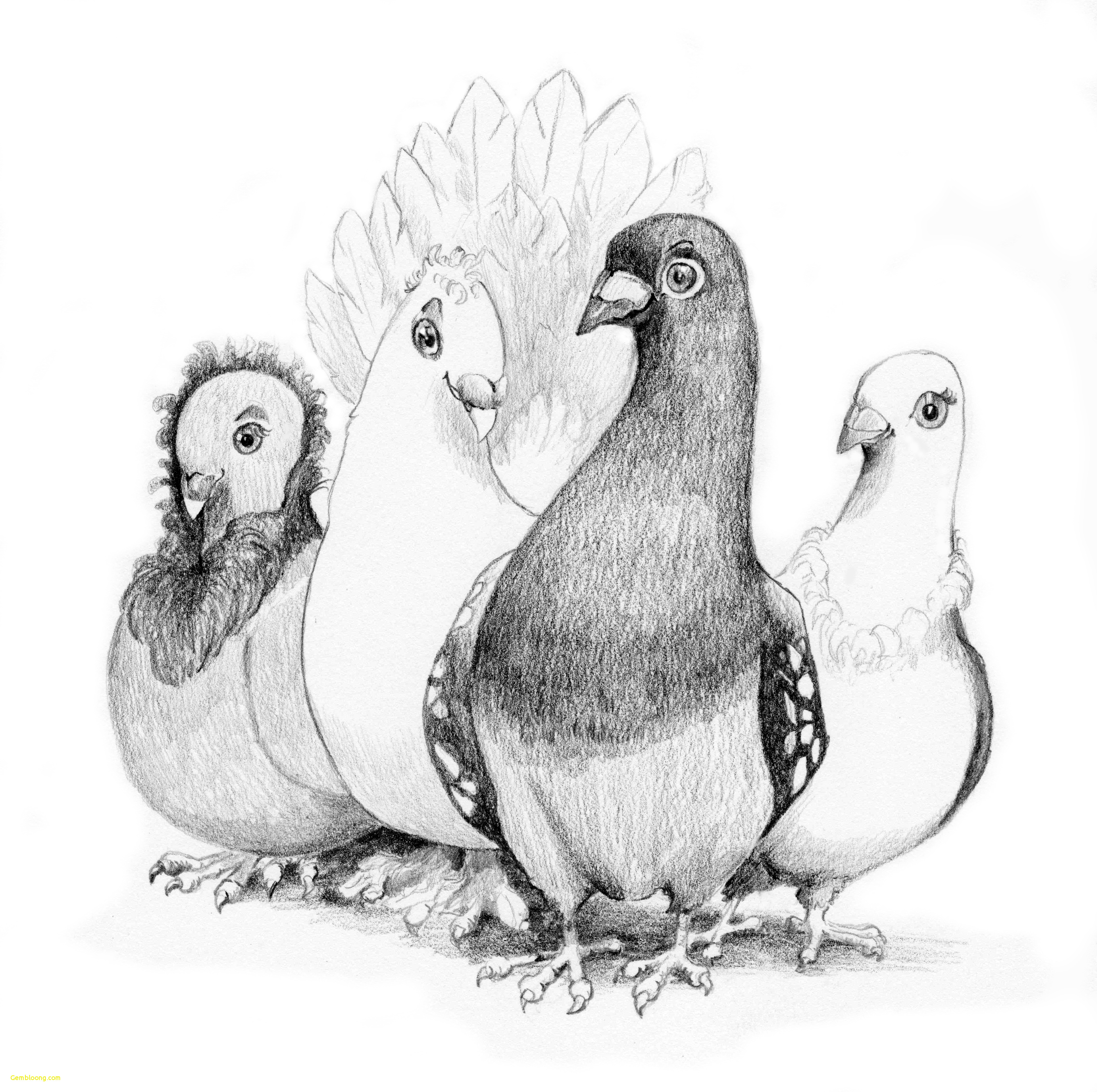 4213x4191 Flying Dove Drawing Outstanding Blog - Flying Dove Drawing