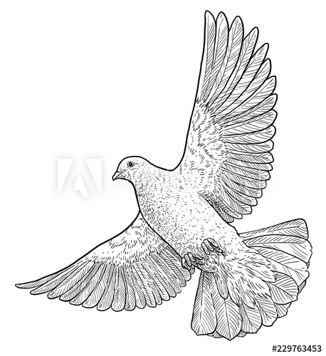 458x500 Flying Dove Illustration, Drawing, Engraving, Ink, Line Art - Flying Dove Drawing