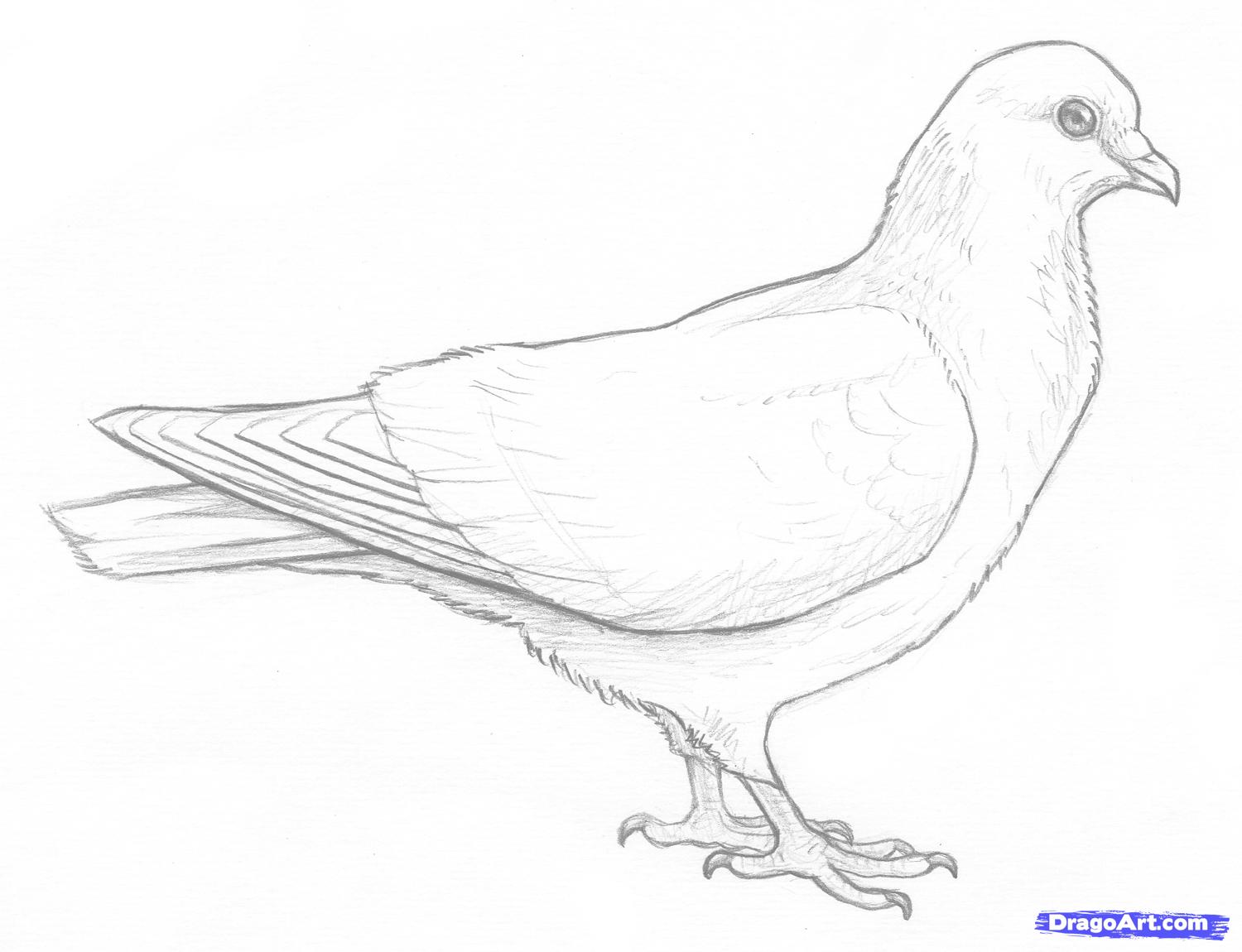 1500x1150 How To Draw Doves, Step - Flying Dove Drawing