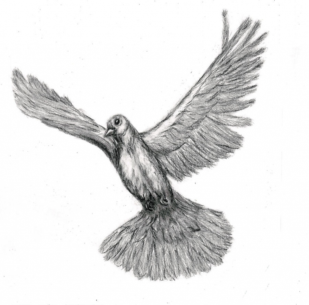 1024x1010 Pencil Draw Bird Image Of Dove Flying Birds Pencil Drawing Pencil - Flying Dove Drawing