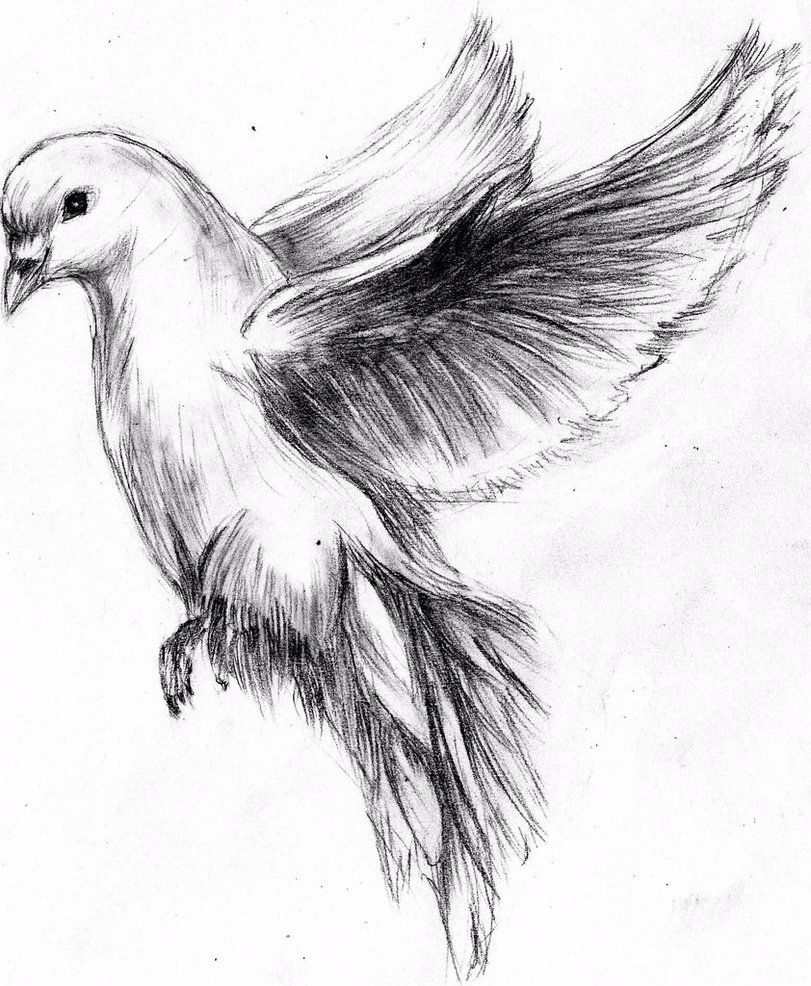 811x986 Flying Dove Pencil Drawing - Flying Dove Drawing