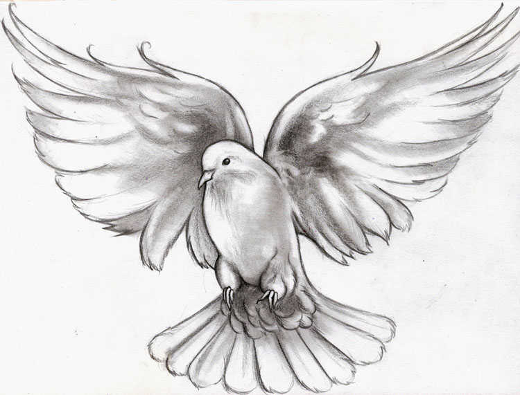 750x571 Beautiful Dove Tattoos With Meanings - Flying Dove Drawing