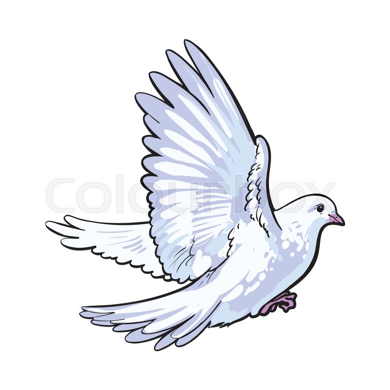 800x800 Free Flying White Dove, Sketch Style Stock Vector Colourbox - Flying Doves Drawing