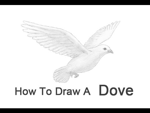 480x360 How To Draw A Dove - Flying Doves Drawing