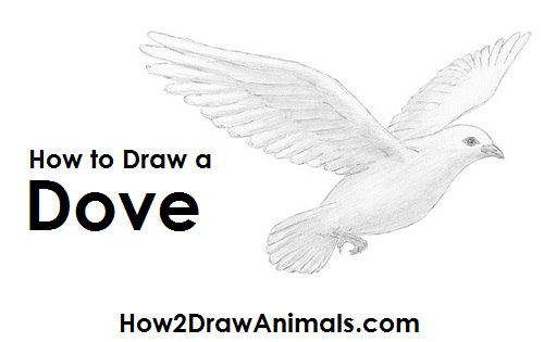 500x315 How To Draw A Dove - Flying Doves Drawing
