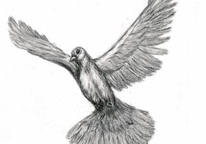 300x210 The Drawing Of Dove In Pencil Flying Dove Pencil Drawing - Flying Doves Drawing
