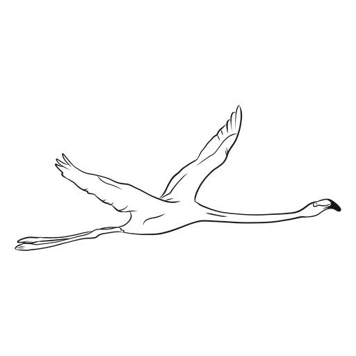 512x512 Flying Flamingo Sketch Illustration - Flying Drawing