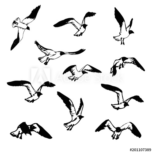 500x500 Hand Drawn Flying Seagulls Black And White Illustration Sketch - Flying Drawing