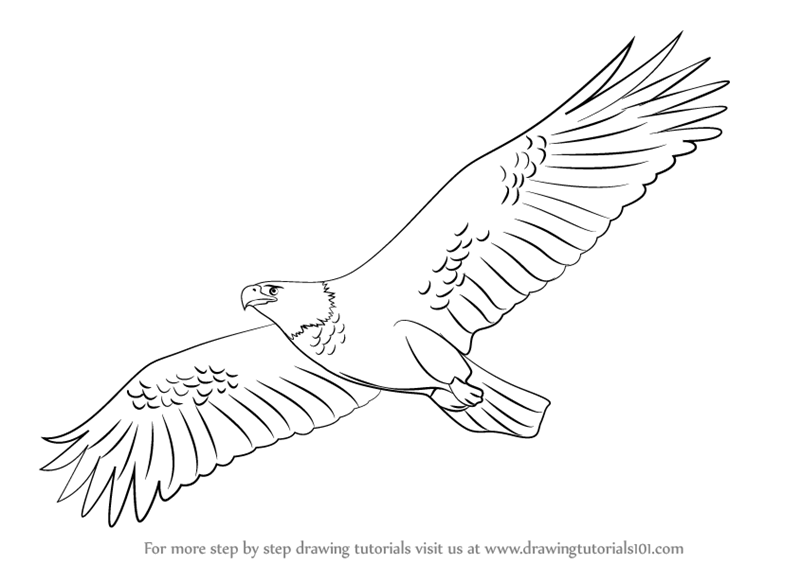 800x564 Learn How To Draw An Eagle Flying - Flying Drawing