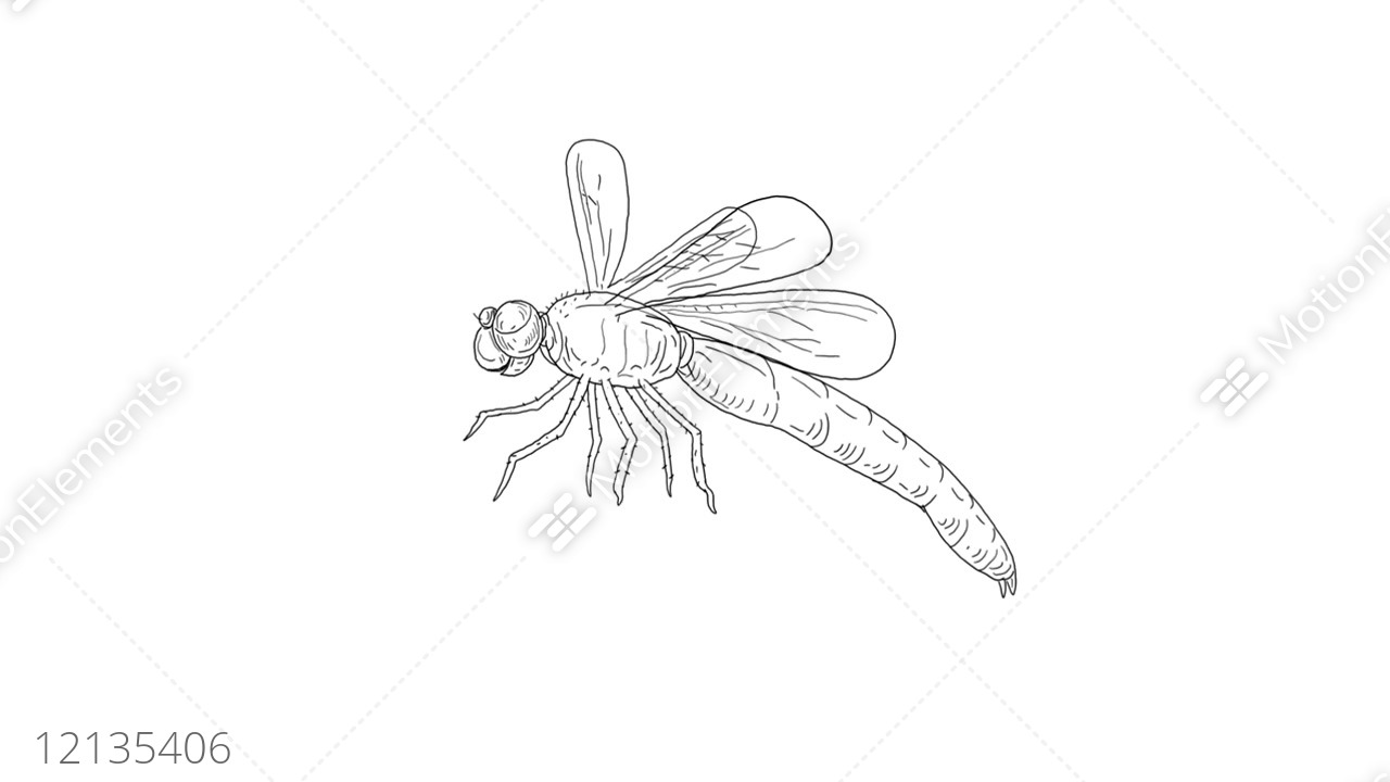 1280x720 Dragonfly Flying Drawing Animation Stock Animation - Flying Drawing