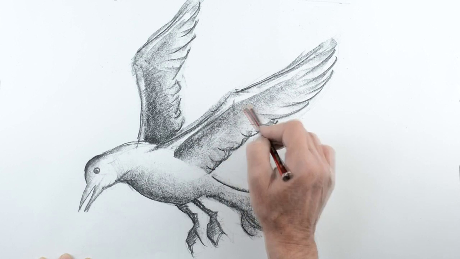 1920x1080 Draw A Seagull Flying - Flying Drawing