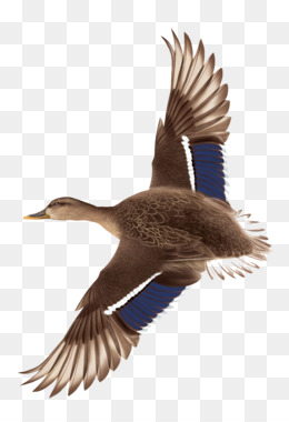 260x380 Flying Duck Png - Flying Duck Drawing