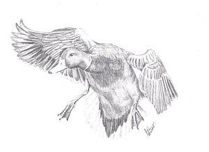 300x218 Flying Ducks Drawings Fine Art America - Flying Duck Drawing