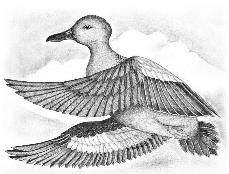 Flying Duck Drawing at PaintingValley.com | Explore collection of ...