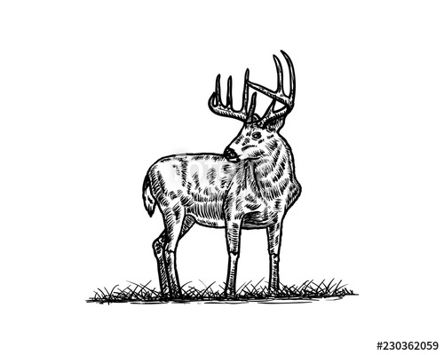 500x400 Hand Drawing Vector Deer With Flying Duck Animal Wild Sign Symbol - Flying Duck Drawing