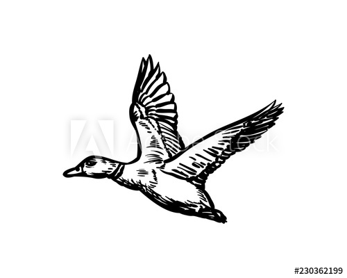 Flying Duck Drawing at PaintingValley.com | Explore collection of ...