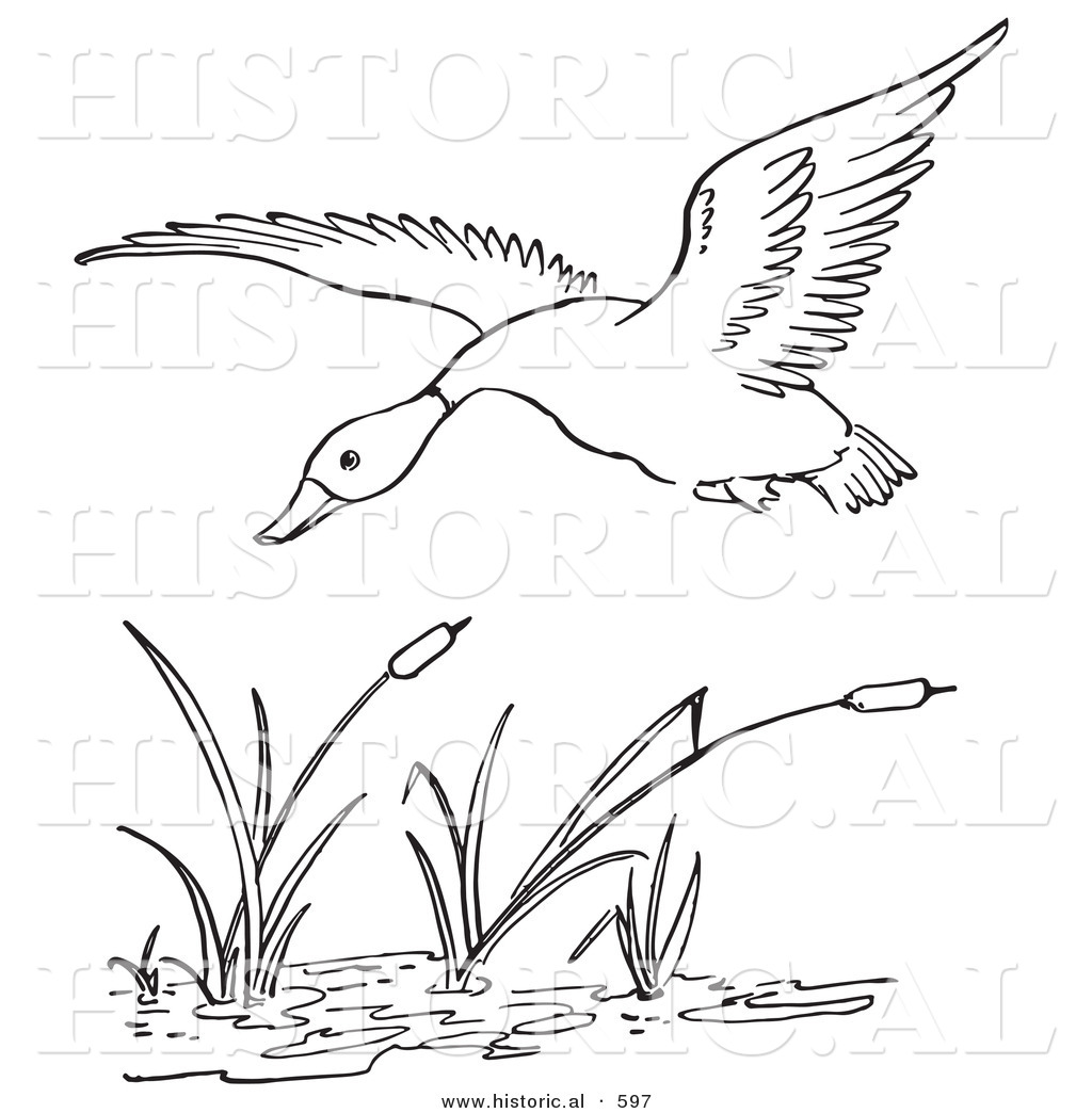 1024x1044 Historical Vector Illustration Of A Duck Flying Over A Pond - Flying Duck Drawing