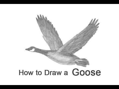 480x360 How To Draw A Canada Goose Flying - Flying Duck Drawing