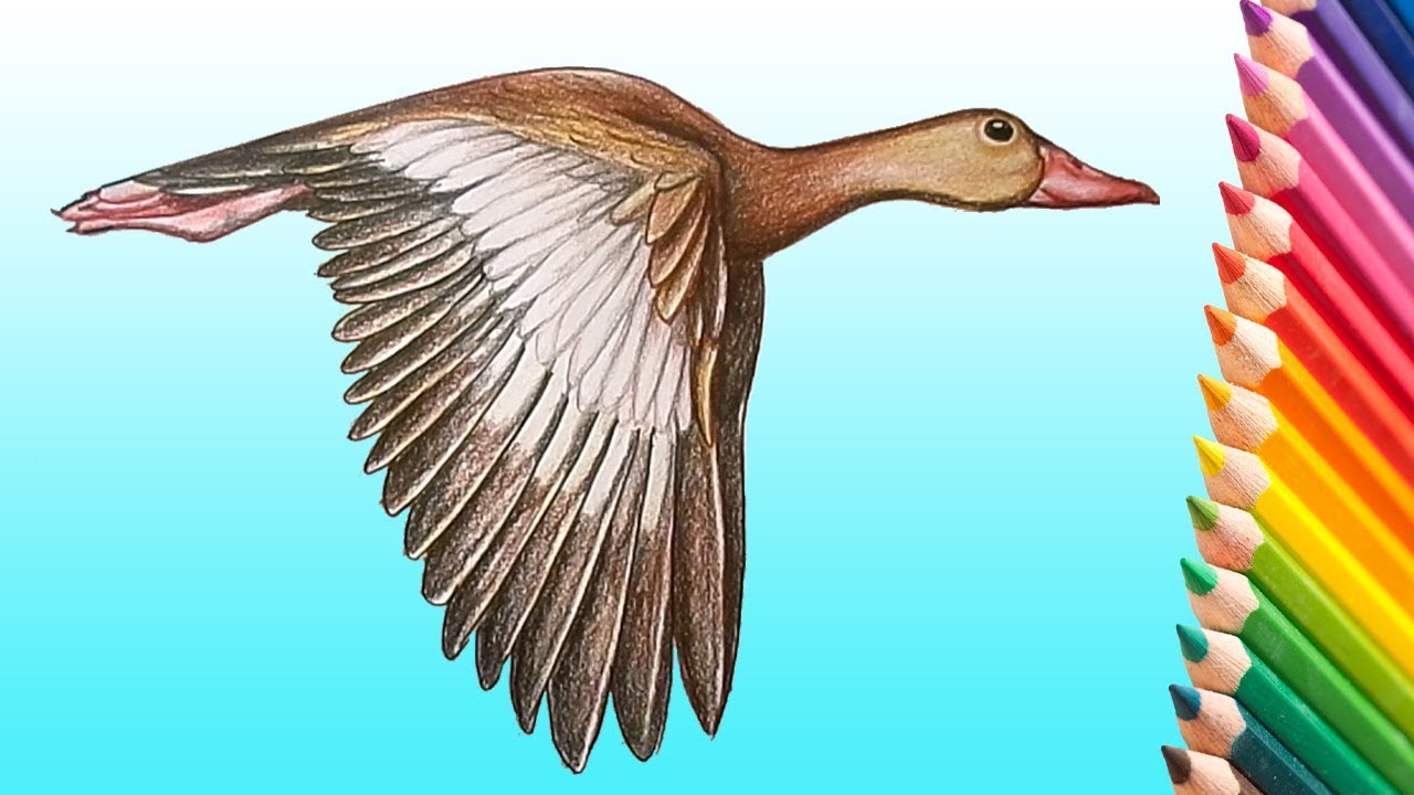 Flying Duck Drawing at Explore collection of