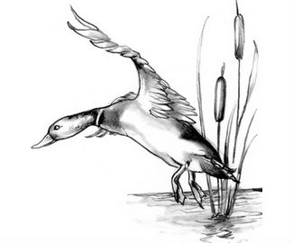 325x270 Mallard Duck Flying Drawing - Flying Duck Drawing